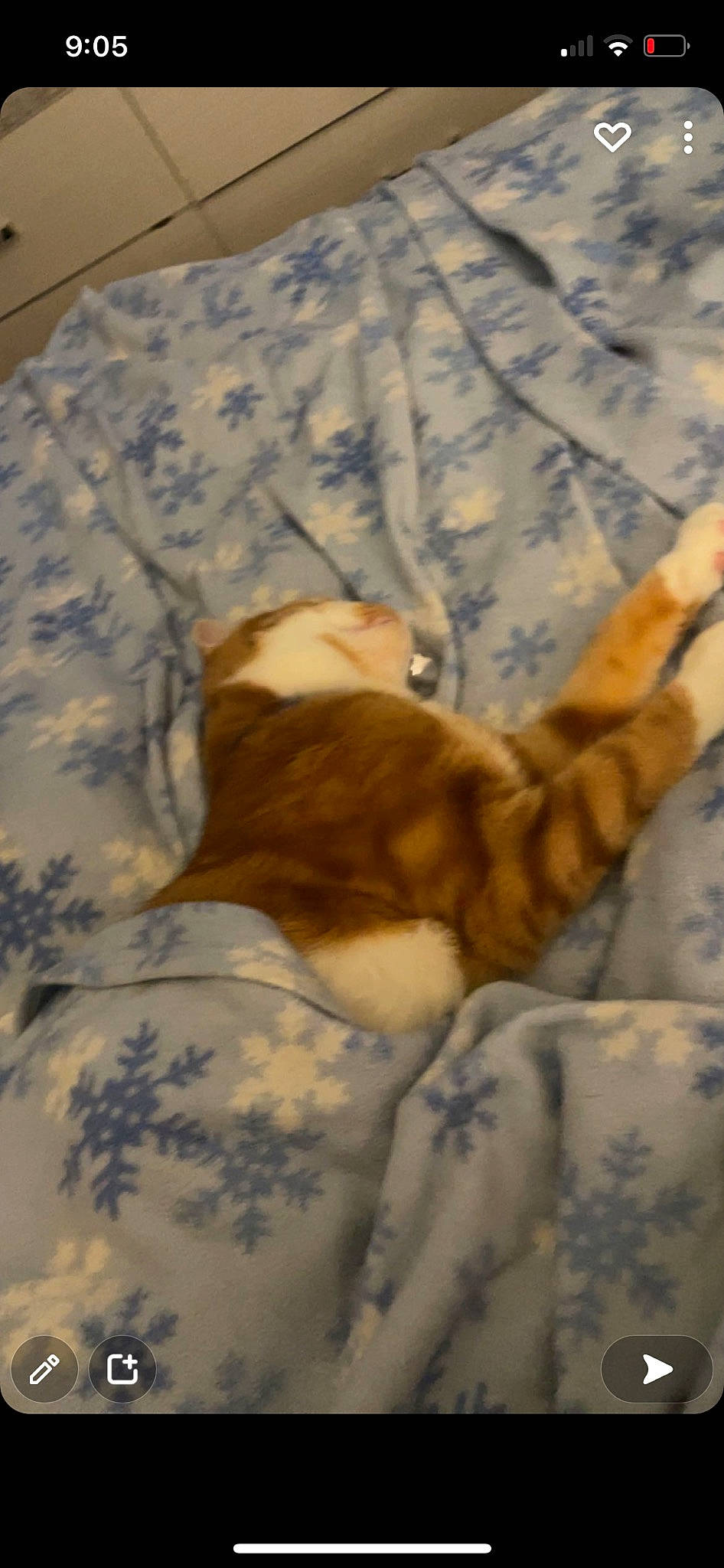 Otis joined the competition — help win amazing prizes! bed_sheet, bedding, brown, carnivore, cat, comfort, companion_dog, dog_breed, domestic_short_haired_cat, fawn, felidae, fur, linens, paw, small_to_medium_sized_cats, tail, textile, whiskers, winter, wood