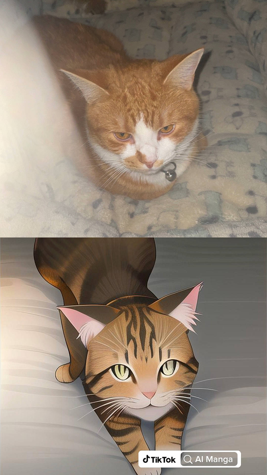 Otis joined the competition — help win amazing prizes! carnivore, cat, cat_supply, domestic_short_haired_cat, fawn, felidae, fur, paper_product, pet_supply, small_to_medium_sized_cats, snout, tail, terrestrial_animal, whiskers, white