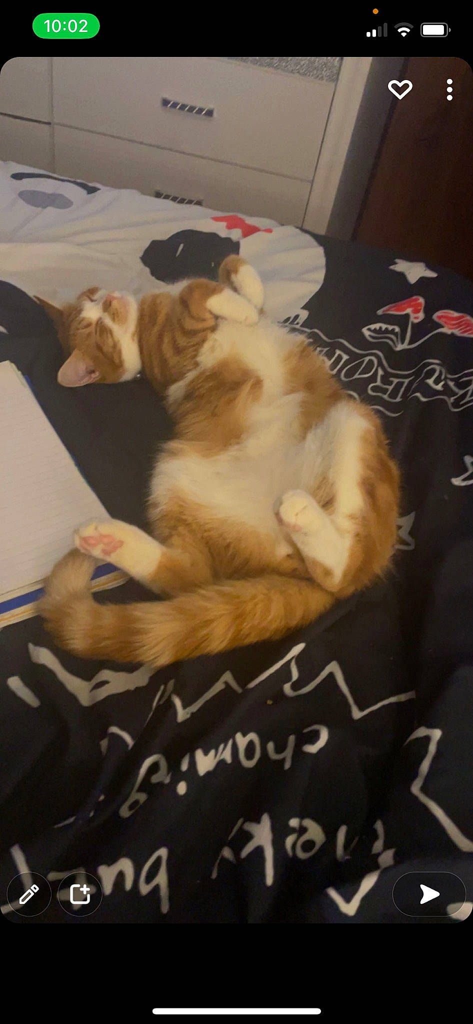 Otis is registered to the contest to win money with this photo: carnivore, claw, comfort, companion_dog, dog_breed, felidae, flooring, fur, handwriting, hardwood, mammal, nap, paw, room, sleep, small_to_medium_sized_cats, tail, whiskers, wood, working_animal