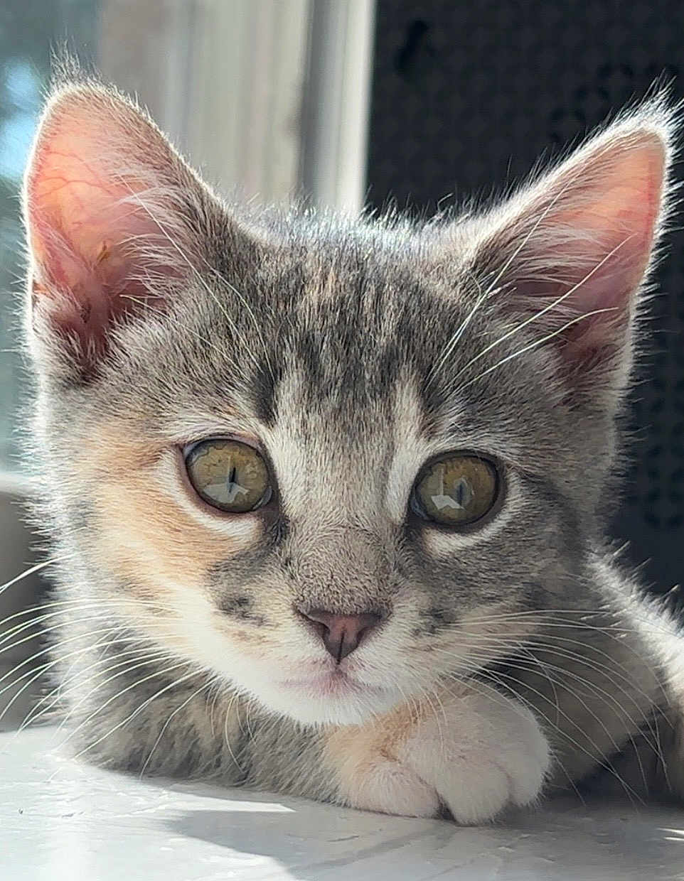Calamity Jane