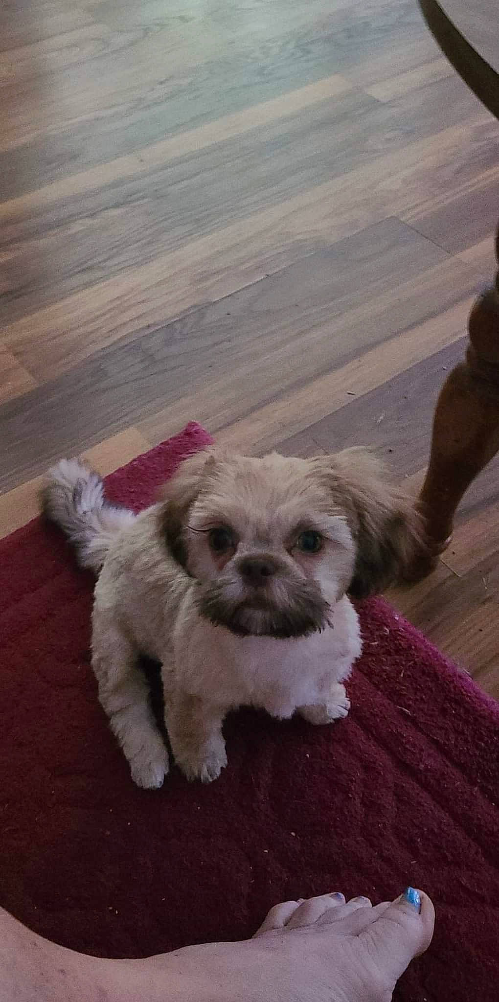 Cinnamon joined the competition — help win amazing prizes! canidae, carnivore, companion_dog, dog, dog_breed, dog_supply, fawn, flooring, fur, hardwood, liver, paw, shih_poo, small_terrier, snout, terrier, toy_dog, whiskers, wood, working_animal