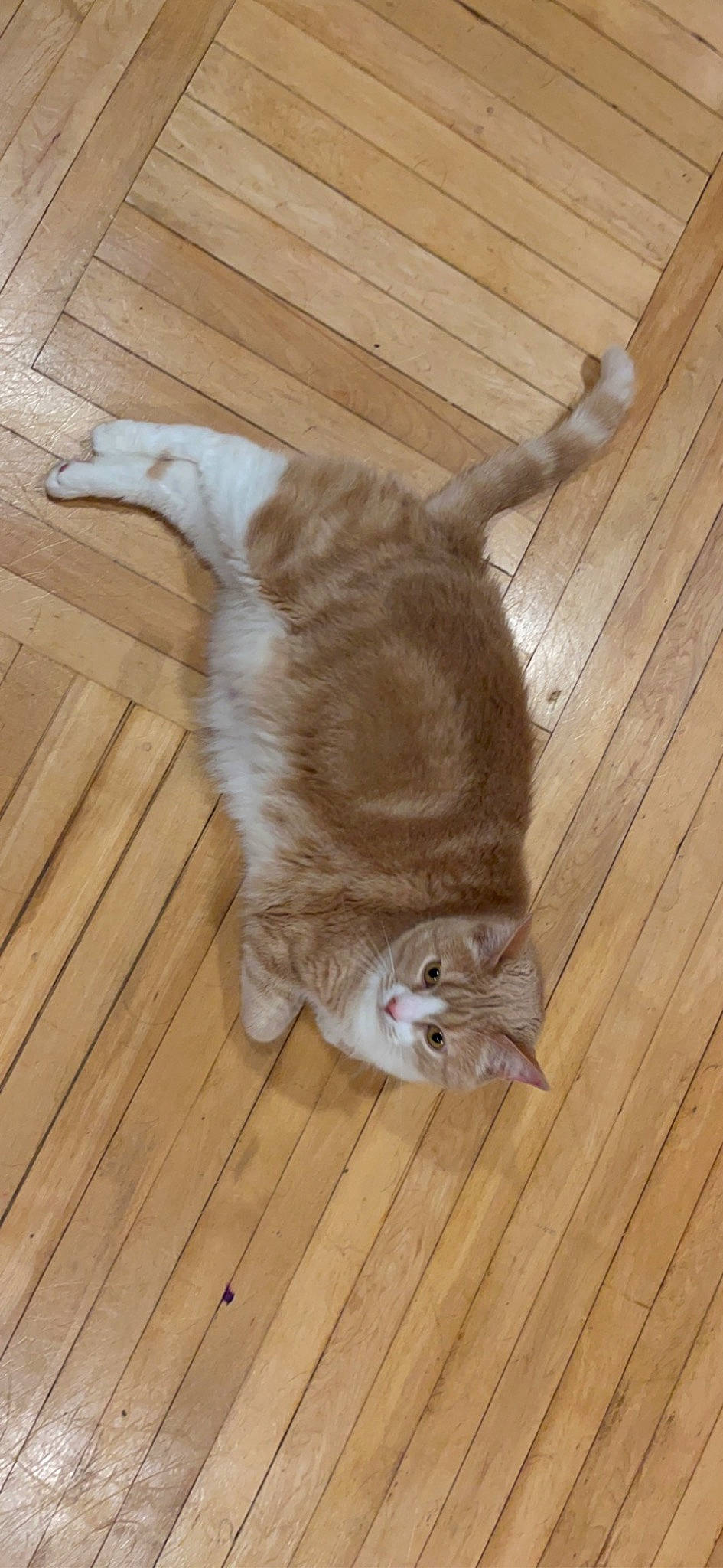 Bubby is registered to the contest to win money with this photo: carnivore, cat, domestic_short_haired_cat, eye, fawn, felidae, floor, flooring, fur, hardwood, laminate_flooring, paw, plank, small_to_medium_sized_cats, tail, varnish, whiskers, wood, wood_flooring, wood_stain