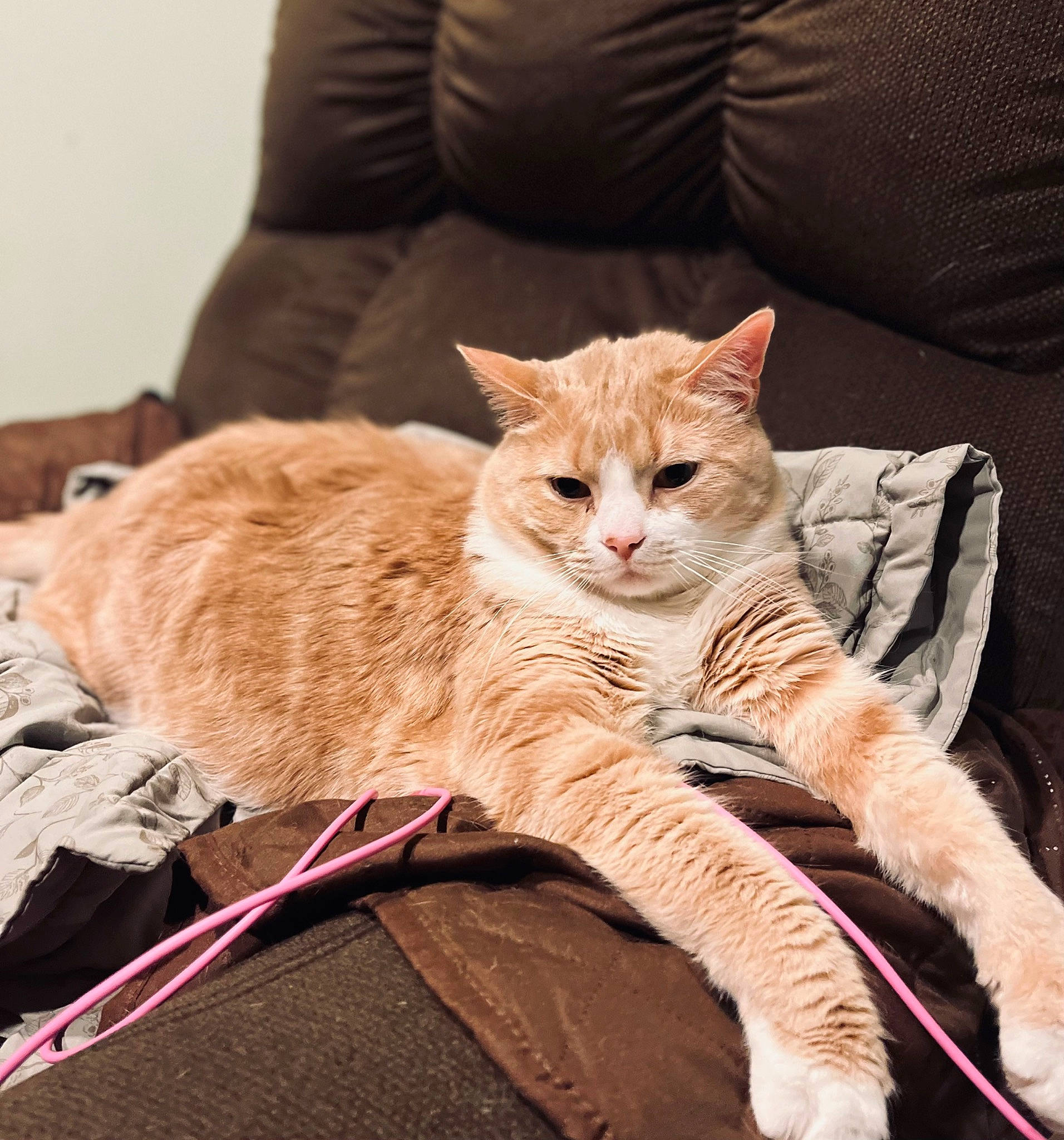 Bubby is registered to the contest to win money with this photo: carnivore, cat, cat_furniture, cat_supply, claw, comfort, couch, domestic_short_haired_cat, fawn, felidae, foot, fur, nap, paw, sitting, small_to_medium_sized_cats, snout, tail, whiskers, wood