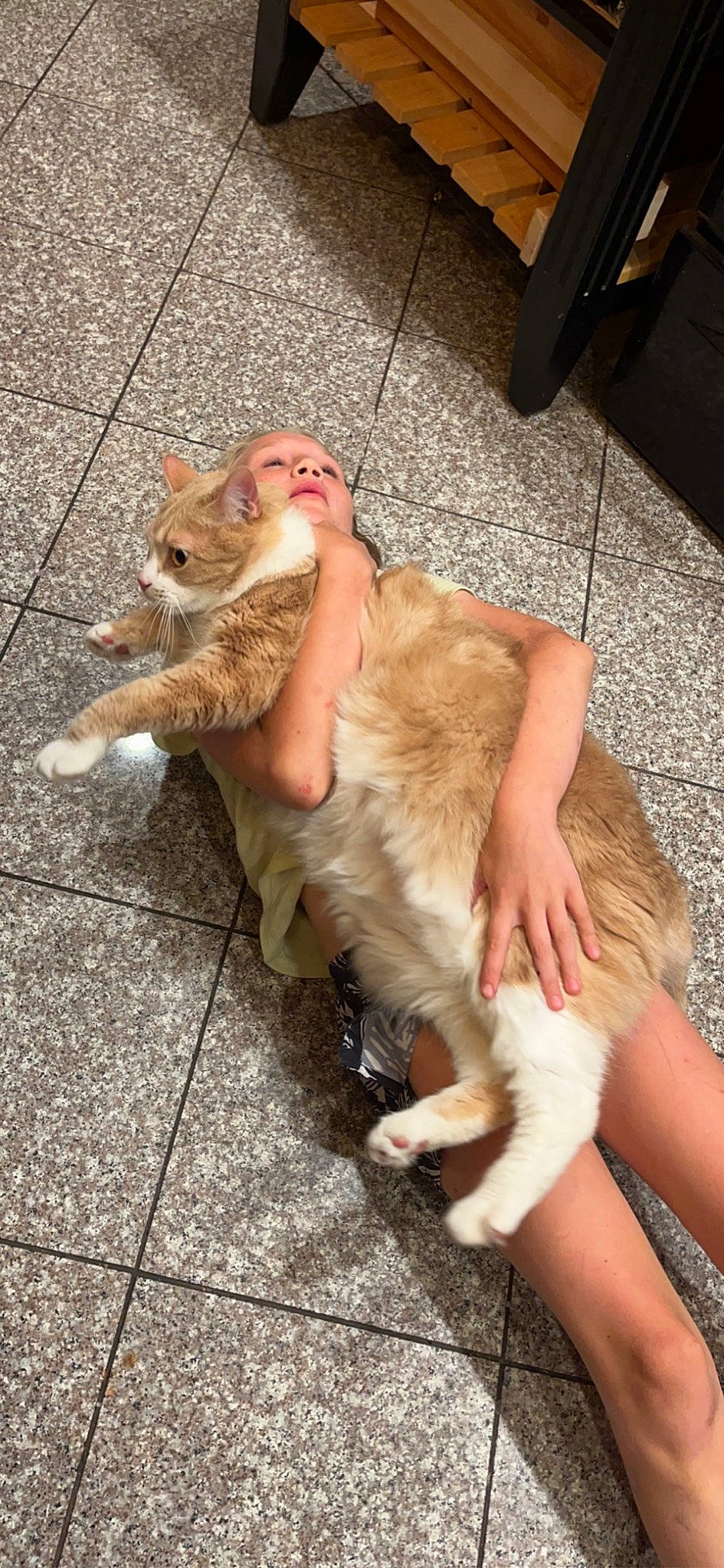 Bubby joined the competition — help win amazing prizes! carnivore, cat, claw, comfort, companion_dog, domestic_short_haired_cat, fawn, felidae, floor, flooring, foot, fur, human_leg, lap, leg, paw, small_to_medium_sized_cats, tail, thigh, whiskers