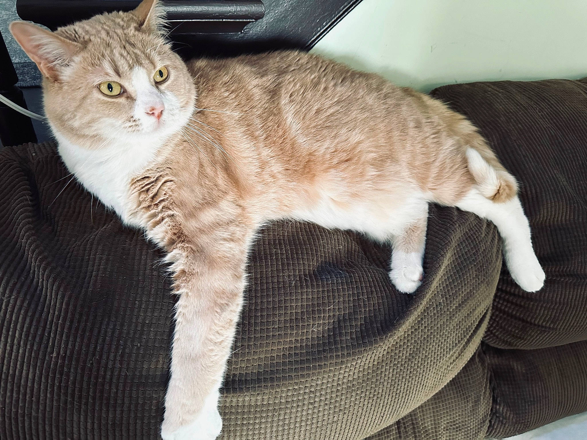 Bubby is registered to the contest to win money with this photo: carnivore, cat, cat_supply, claw, comfort, domestic_short_haired_cat, fawn, felidae, fur, paw, small_to_medium_sized_cats, snout, tail, whiskers