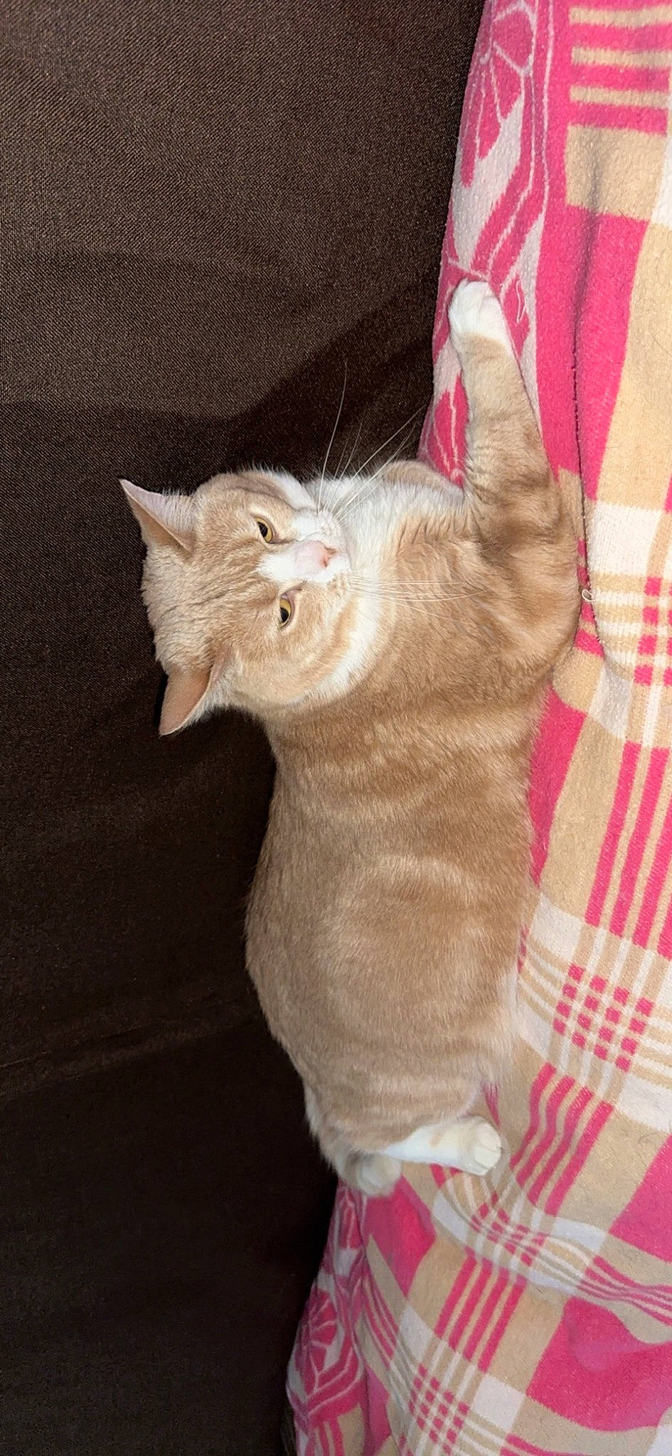 Bubby is registered to the contest to win money with this photo: carnivore, cat, claw, comfort, domestic_short_haired_cat, ear, fawn, felidae, foot, fur, gesture, nail, paw, small_to_medium_sized_cats, snout, tail, whiskers