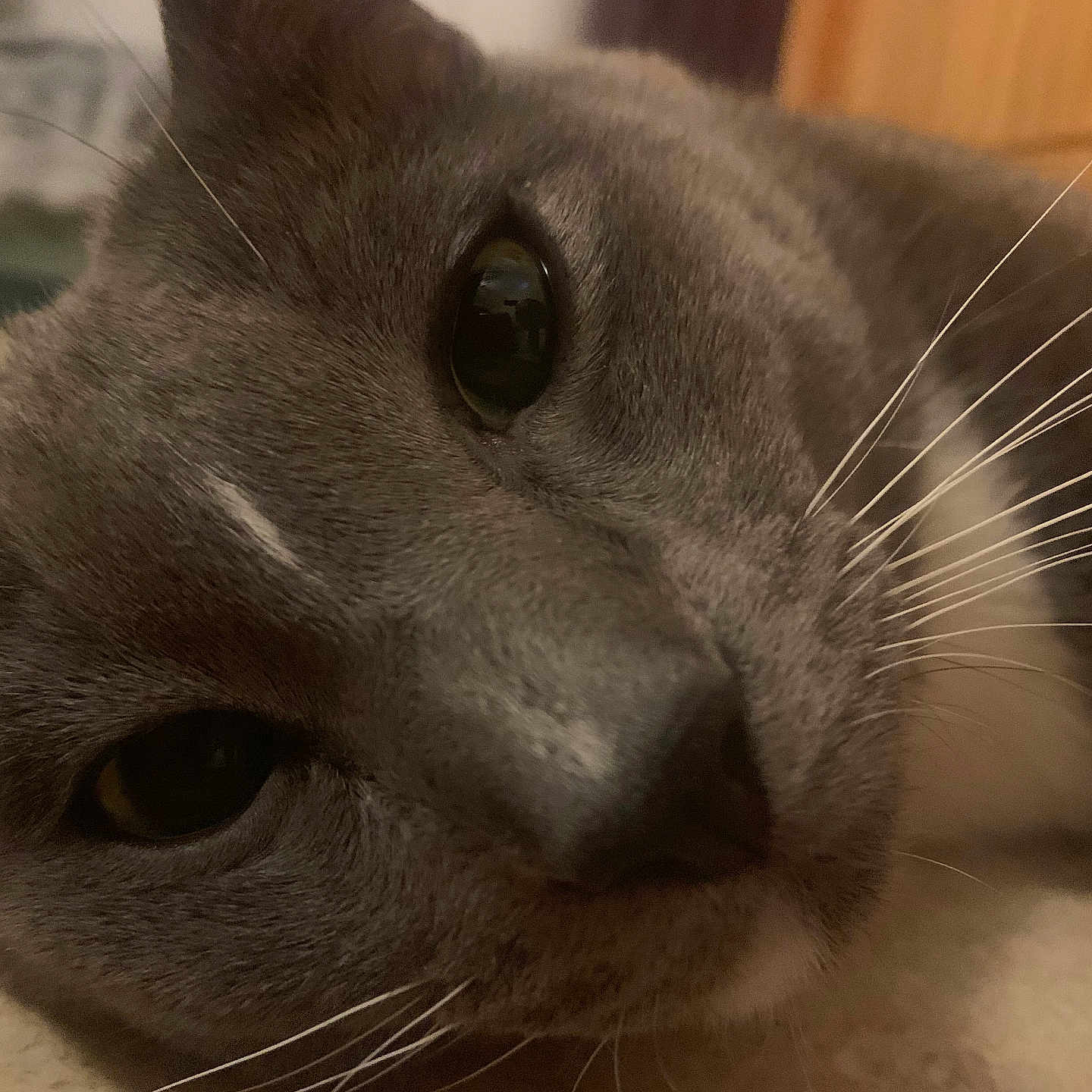 Bruno joined the competition — help win amazing prizes! abyssinian, animal, blackcat, cat, egyptiancat, gray, hardwood, kitten, manx, pet, siamese, snout, wood