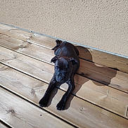 Athyla participe au concours pour gagner de l'argent avec cette photo : animal, black_dog, calm, canine, cute, daylight, dog, floor, outdoor, pet, planks, puppy, relaxed, resting, shadow, sunlight, texture, wall, wooden_deck, young_dog