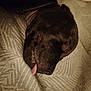 animal, bed, blanket, close_up, cozy, cute, dark_coat, dog, face, fur, indoors, nap, patterned, pet, relaxing, resting, sleeping, snout, soft_light, tongue_out