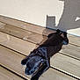 Athyla a rejoint le concours — aidez-le/la à gagner de superbes lots ! animal, black_dog, canine, daylight, dog, domestic_animal, floor, lying_down, outdoor, pet, playful_shadow, puppy, relaxed, resting, shadow, sunlight, sunny, texture, wooden_deck, young_dog