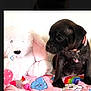 animal, baby_pet, black_dog, blanket, cloud, cute, dog, fabric, home, indoor, pet, pink_collar, playing, puppy, rainbow, small_dog, soft_toy, stuffed_animal, toy, young_dog