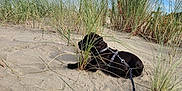 Athyla a rejoint le concours — aidez-le/la à gagner de superbes lots ! beach, black_dog, canine, clouds, daytime, dog, dunes, grass, harness, landscape, leash, nature, outdoor, pet, relaxing, resting, sand, sky, sunny, wild_grass