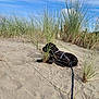 beach, black_dog, canine, clouds, daytime, dog, dunes, grass, harness, landscape, leash, nature, outdoor, pet, relaxing, resting, sand, sky, sunny, wild_grass