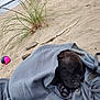 animal, ball, beach, black_dog, blanket, cozy, cute, dog, grass, leash, nature, outdoor, pet, puppy, relaxing, resting, sand, sleeping, small, summer