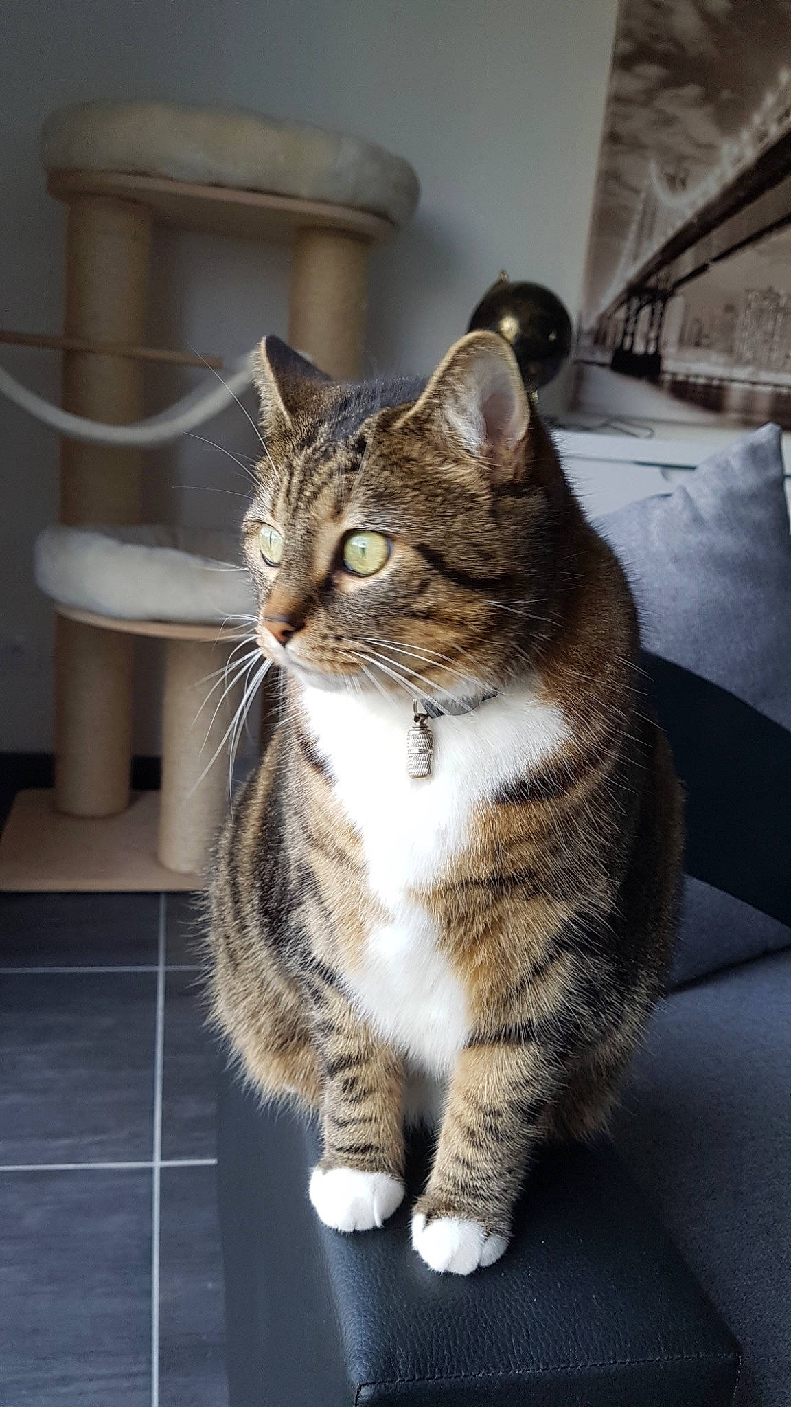 Callie participe au concours pour gagner de l'argent avec cette photo : aegean_cat, american_shorthair, american_wirehair, asian, california_spangled, carnivore, cat, domestic_short_haired_cat, dragon_li, european_shorthair, felidae, kitten, mammal, polydactyl_cat, small_to_medium_sized_cats, snout, tabby_cat, whiskers, wild_cat