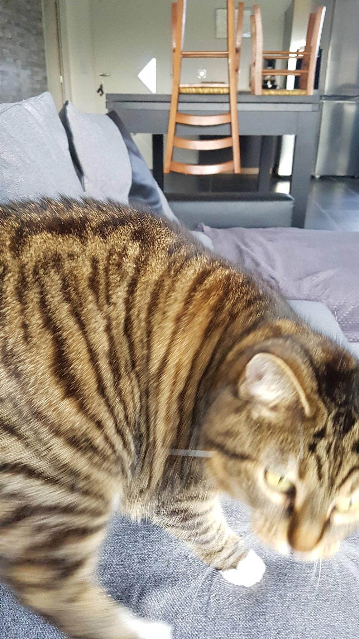 Callie participe au concours pour gagner de l'argent avec cette photo : asian, bengal, california_spangled, carnivore, cat, domestic_short_haired_cat, dragon_li, european_shorthair, fawn, felidae, fur, mammal, ocicat, pixie_bob, small_to_medium_sized_cats, sokoke, tabby_cat, toyger, vertebrate, whiskers