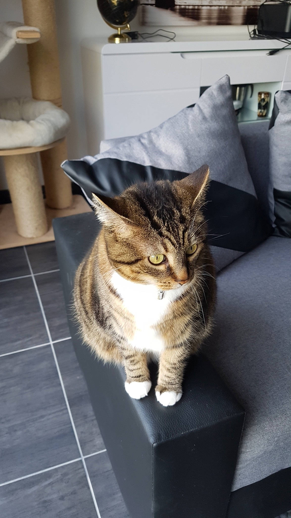 Callie participe au concours pour gagner de l'argent avec cette photo : aegean_cat, american_shorthair, asian, california_spangled, carnivore, cat, domestic_short_haired_cat, dragon_li, european_shorthair, felidae, fur, kitten, mammal, small_to_medium_sized_cats, snout, tabby_cat, whiskers