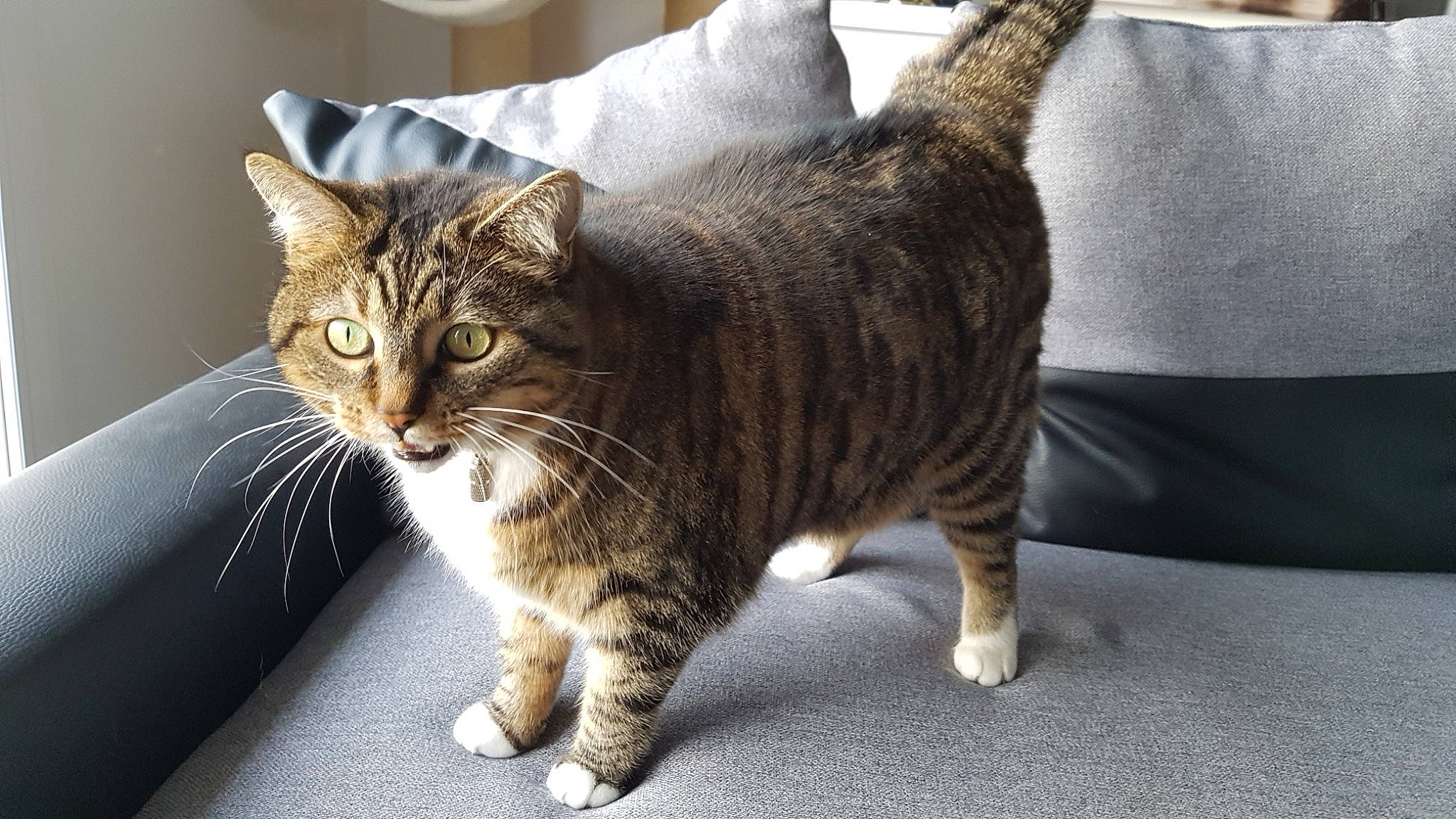 Callie participe au concours pour gagner de l'argent avec cette photo : aegean_cat, american_bobtail, american_shorthair, american_wirehair, asian, australian_mist, carnivore, cat, domestic_short_haired_cat, dragon_li, european_shorthair, felidae, fur, kitten, mammal, pixie_bob, small_to_medium_sized_cats, tabby_cat, vertebrate, whiskers