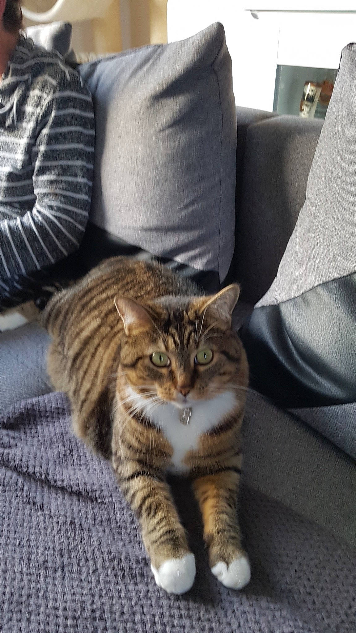 Callie a rejoint le concours — aidez-le/la à gagner de superbes lots ! american_shorthair, asian, bed, carnivore, cat, comfort, couch, domestic_short_haired_cat, dragon_li, european_shorthair, felidae, fur, kitten, mammal, nap, norwegian_forest_cat, pixie_bob, small_to_medium_sized_cats, tabby_cat, whiskers