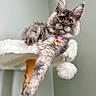 cat, gray_tabby, yellow_eyes, cat_tree, fluffy, stretching, pet, indoor, relaxed, feline, collar, toy, playful, cute, whiskers, ears, paw, fur, domestic_cat, animal