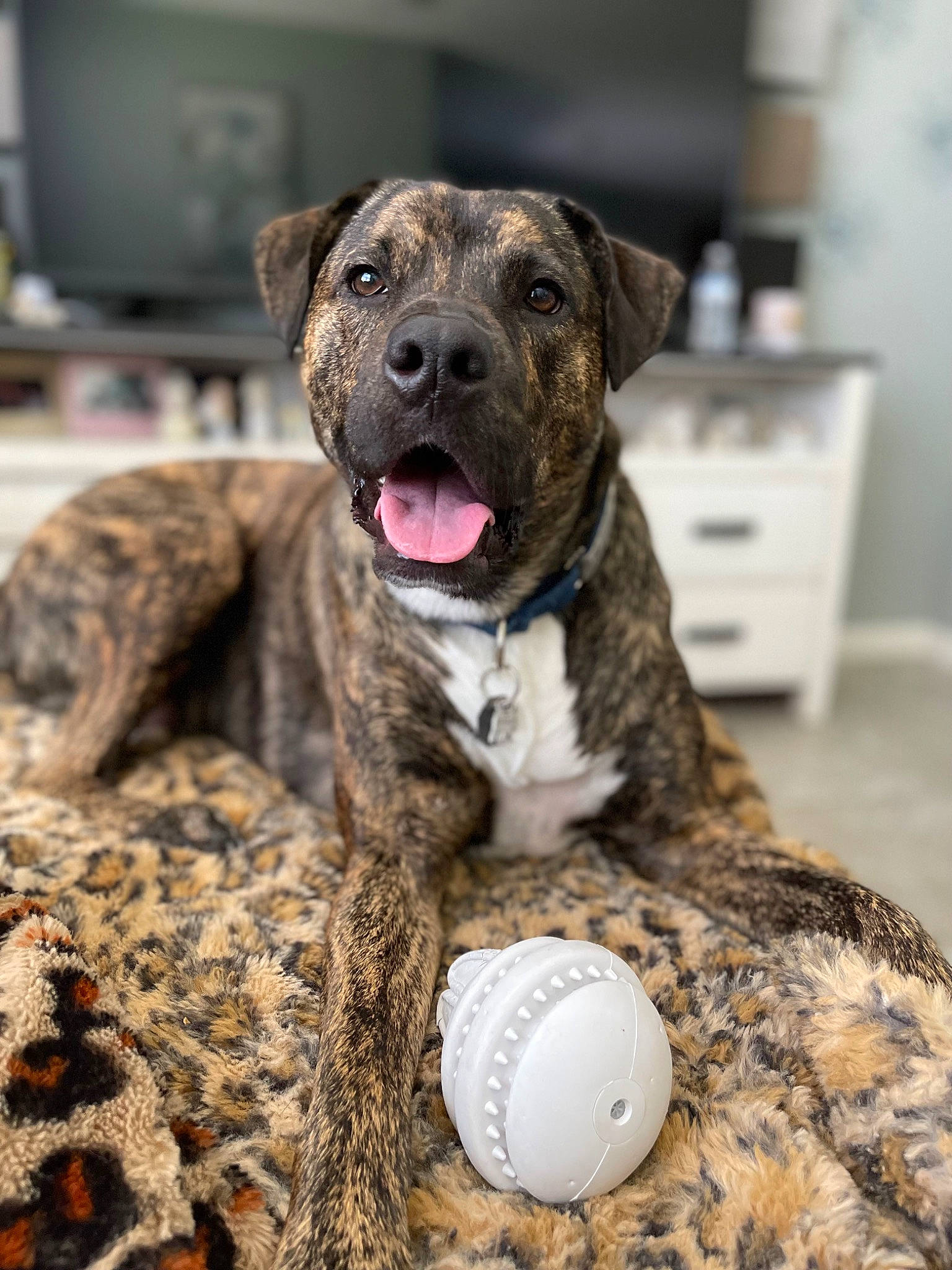 Enzo joined the competition — help win amazing prizes! ball, cabinetry, carnivore, collar, companion_dog, computer_monitor, dog, dog_breed, drawer, fawn, fur, guard_dog, led_backlit_lcd_display, snout, sports_equipment, television, terrestrial_animal, treeing_tennessee_brindle, whiskers, working_dog