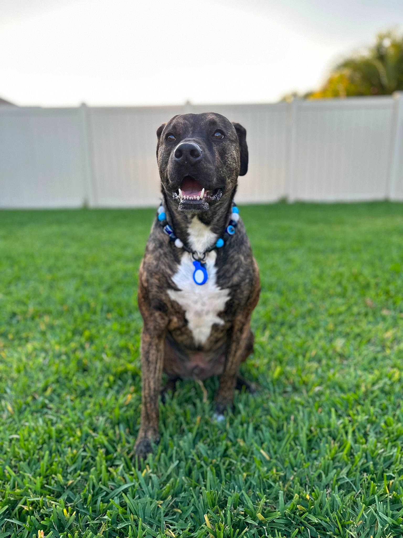Enzo joined the competition — help win amazing prizes! collar, companion_dog, dog, dog_breed, dog_collar, fawn, grass, grassland, guard_dog, gun_dog, hunting_dog, liver, plant, pug, sky, tail, terrestrial_animal, tree, working_animal, working_dog