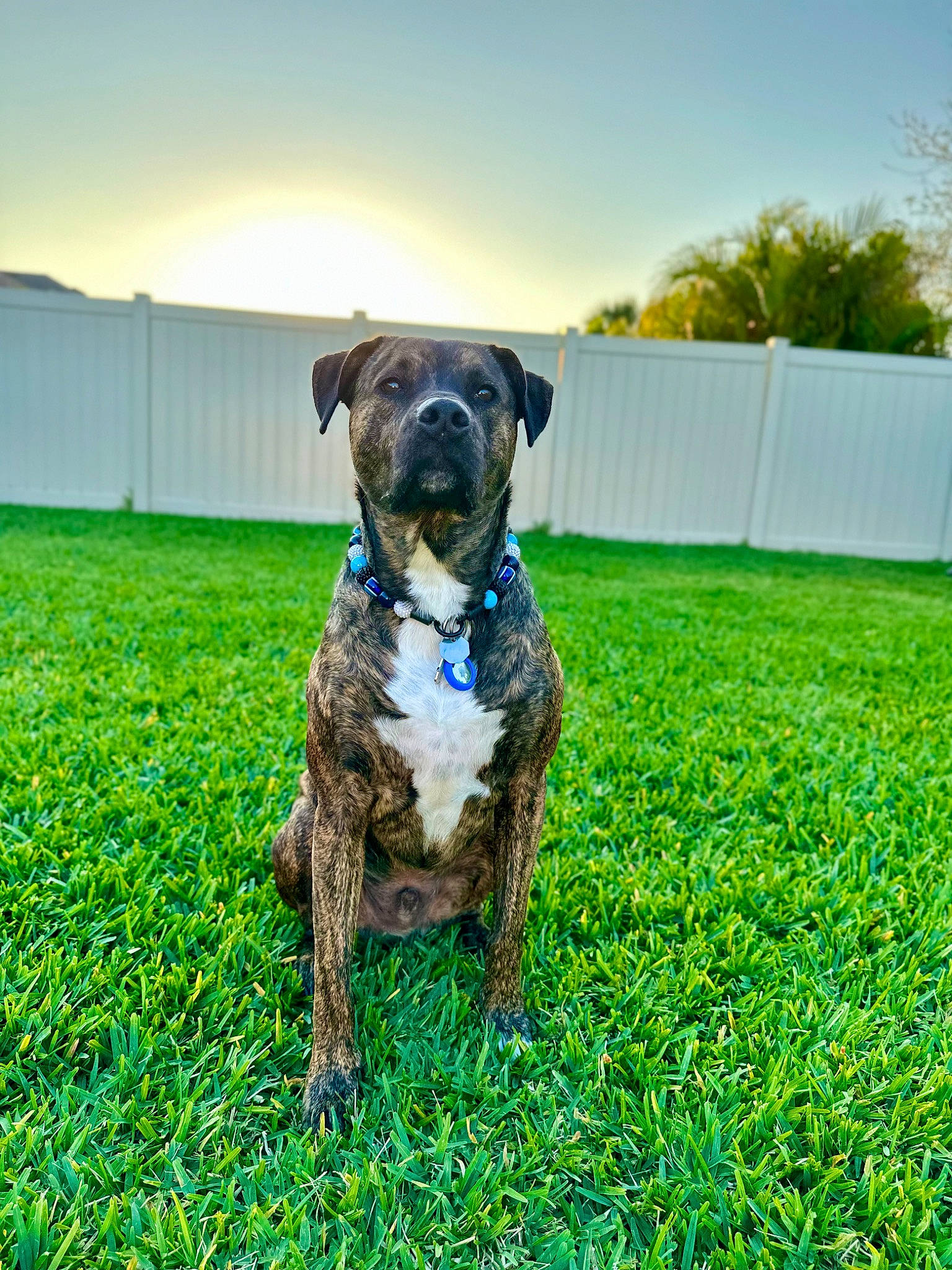 Enzo joined the competition — help win amazing prizes! carnivore, collar, companion_dog, dog, dog_breed, dog_collar, fawn, grass, grass_family, grassland, groundcover, gun_dog, lawn, meadow, pet_supply, plant, sky, snout, tail, working_animal