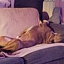 Zeus a rejoint le concours — aidez-le/la à gagner de superbes lots ! animal, blanket, blanket_drape, brown_dog, canine, comfort, couch, cozy, dog, domestic_animal, furniture, home, indoor, living_room, pet, relaxation, relaxed, resting, sleeping, soft_lighting