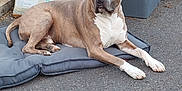 Zeus a rejoint le concours — aidez-le/la à gagner de superbes lots ! animal, bag, brown, canine, container, cushion, dog, domestic, ears, fur, garden, outdoor, pavement, paw, pet, planting, relaxed, resting, sidewalk, white