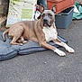 dog, outdoor, pet, cushion, garden, container, bag, pavement, planting, relaxed, brown, white, ears, animal, resting, canine, sidewalk, domestic, fur, paw