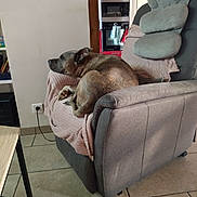 Zeus participe au concours pour gagner de l'argent avec cette photo : appliance, armchair, blanket, canine, cozy, cushion, dog, floor, furniture, home, indoor, living_room, pet, quiet, relaxing, resting, side_view, sleeping, tile, wood