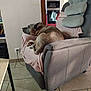 appliance, armchair, blanket, canine, cozy, cushion, dog, floor, furniture, home, indoor, living_room, pet, quiet, relaxing, resting, side_view, sleeping, tile, wood
