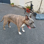 Zeus a rejoint le concours — aidez-le/la à gagner de superbes lots ! dog, brindle, pavement, outdoor, panting, potted_plant, door, wall, garden_tools, cushion, animal, pet, canine, fur, tail, ears, white_paws, standing, tongue_out, background