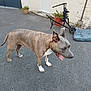 dog, brindle, pavement, outdoor, panting, potted_plant, door, wall, garden_tools, cushion, animal, pet, canine, fur, tail, ears, white_paws, standing, tongue_out, background