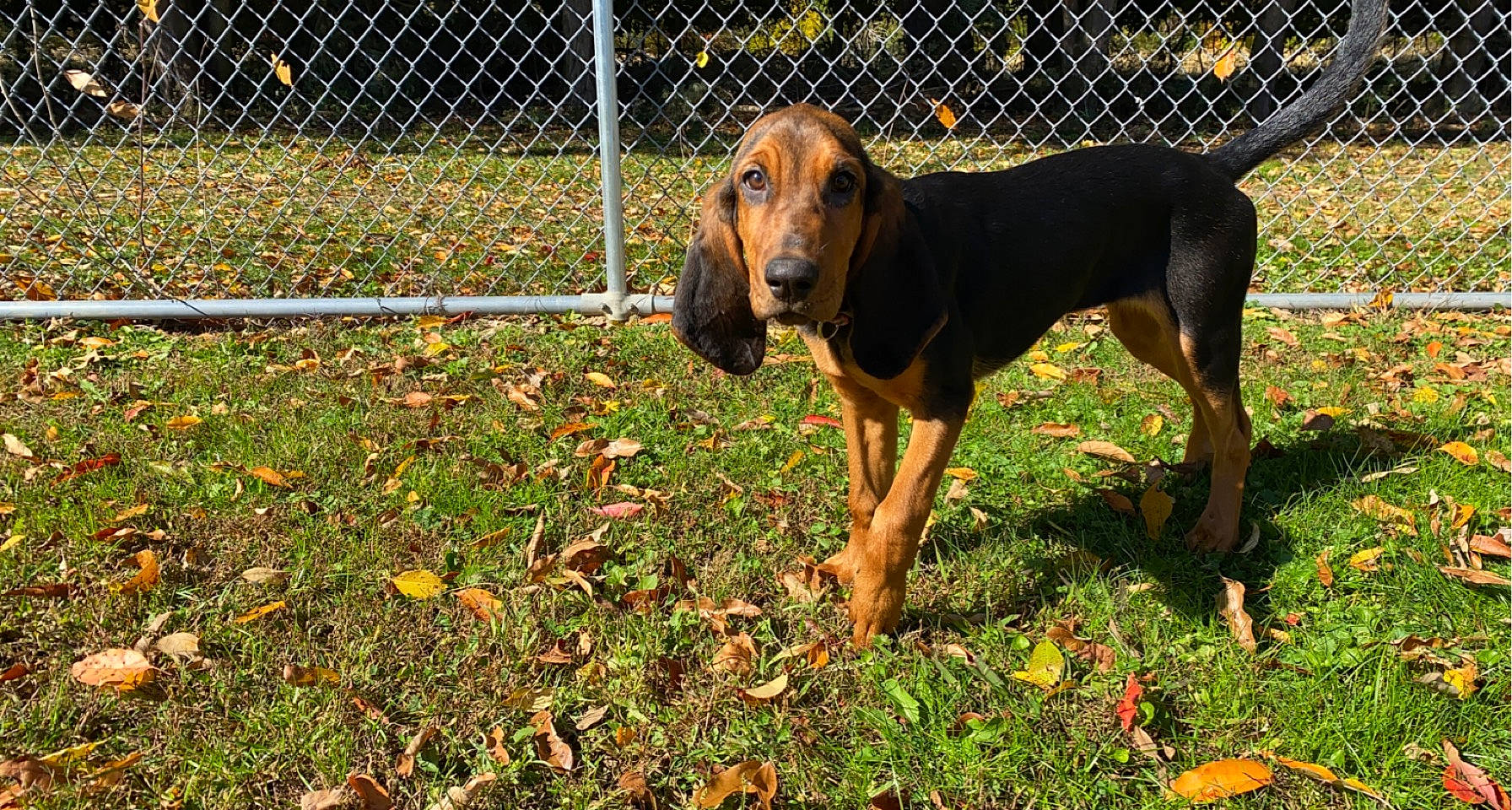 Lady May joined the competition — help win amazing prizes! canidae, carnivore, companion_dog, dog, dog_breed, dog_supply, fence, grass, home_fencing, hound, hunting_dog, mesh, metal, plant, scent_hound, sporting_group, terrestrial_animal, wire_fencing, working_animal, working_dog