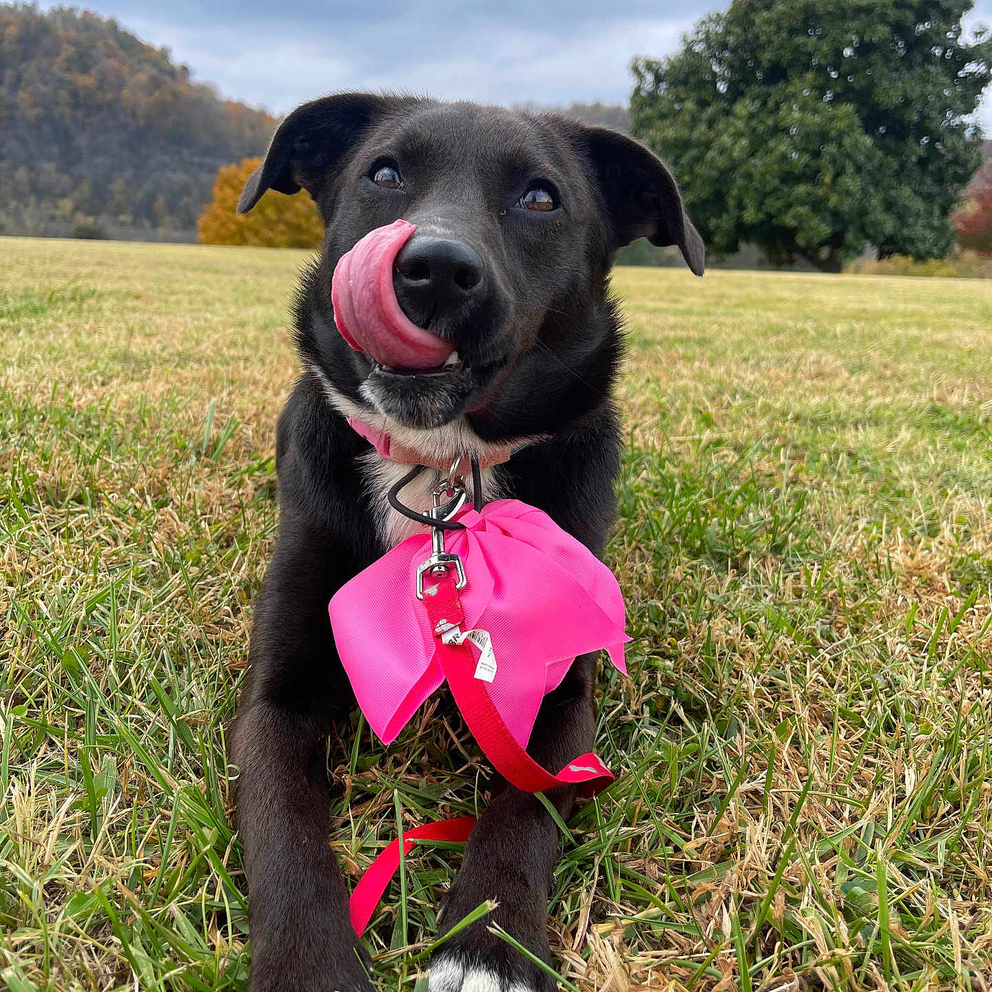 Malibu joined the competition — help win amazing prizes! animal, architecture, building, canine, dog, field, grass, grassland, hound, labradorretriever, lawn, nature, outdoors, park, pet, plant, puppy, shelter, tree, vegetation