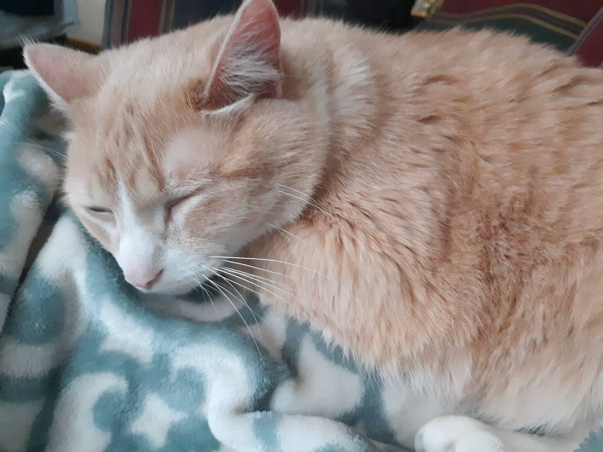 Sophie is registered to the contest to win money with this photo: aegean_cat, arabian_mau, asian, carnivore, cat, cymric, domestic_long_haired_cat, domestic_short_haired_cat, european_shorthair, felidae, fur, german_rex, mammal, ojos_azules, ragamuffin, small_to_medium_sized_cats, snout, turkish_van, vertebrate, whiskers