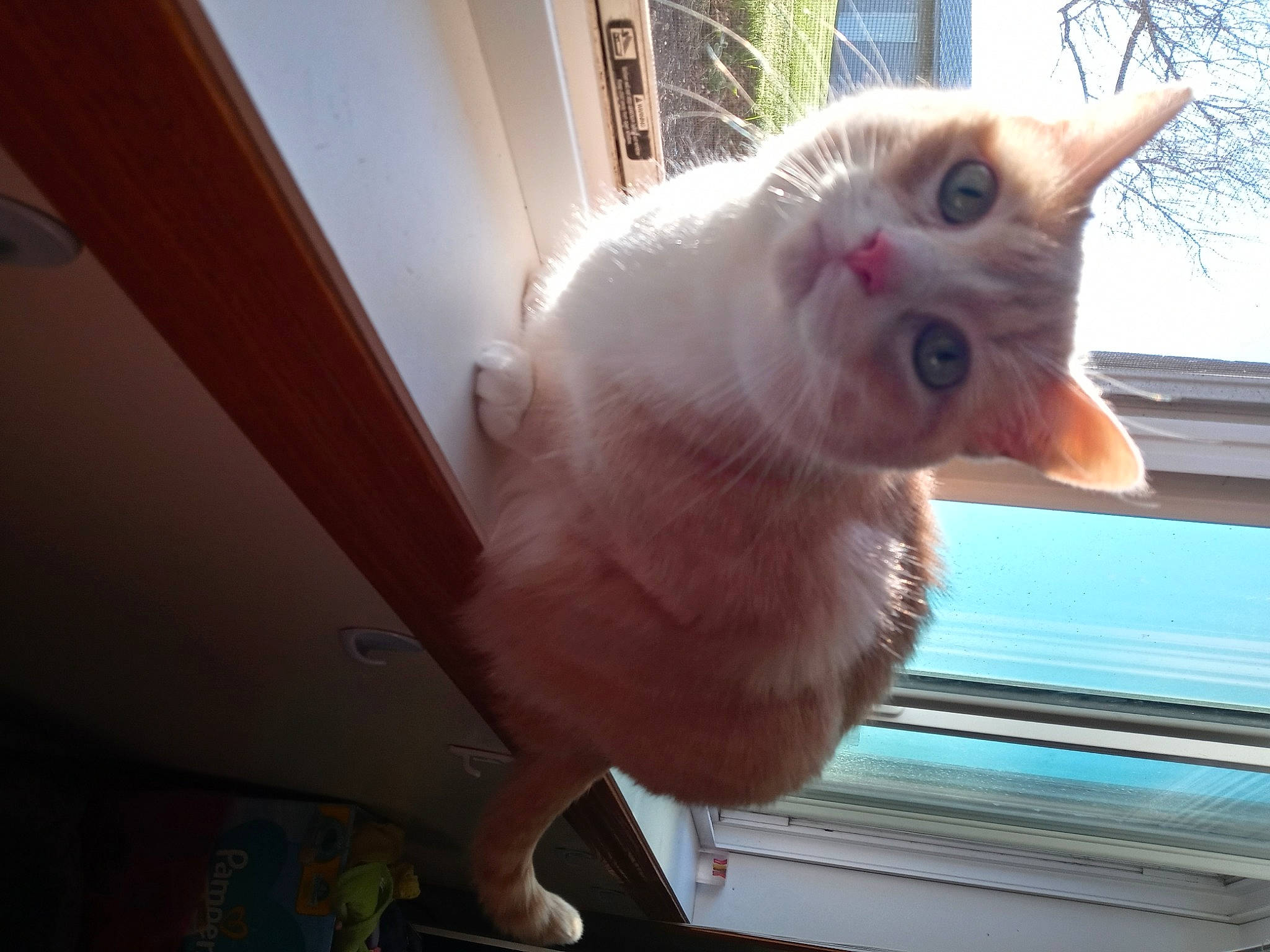 Sophie joined the competition — help win amazing prizes! animal_shelter, carnivore, cat, ceiling, domestic_short_haired_cat, eye, fawn, felidae, fur, hardwood, paw, small_to_medium_sized_cats, snout, tail, whiskers, window, wood