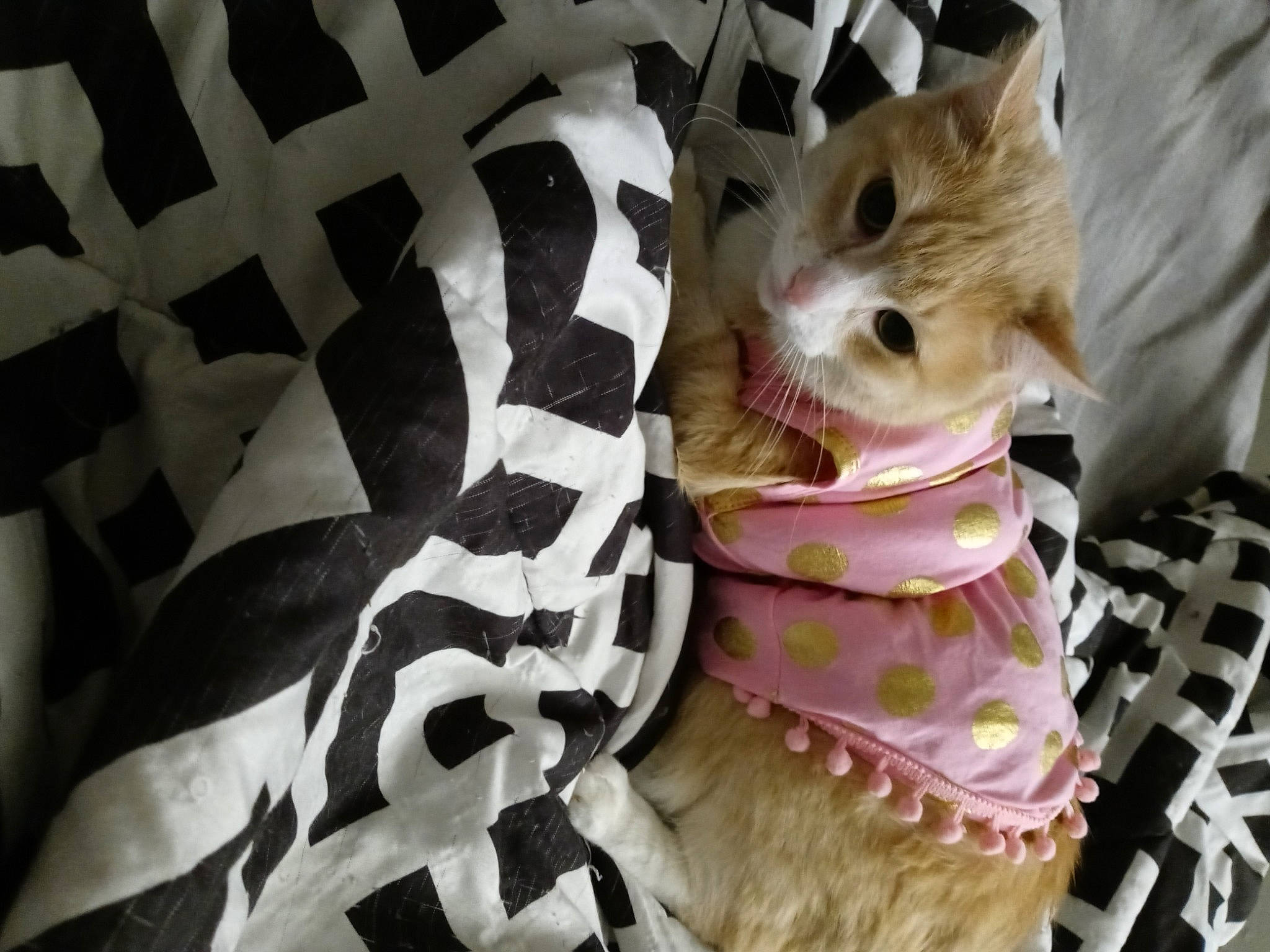 Sophie joined the competition — help win amazing prizes! bedding, blanket, canidae, carnivore, cat, comfort, companion_dog, couch, domestic_short_haired_cat, fawn, felidae, fur, linens, pattern, paw, small_to_medium_sized_cats, tail, textile, whiskers, white