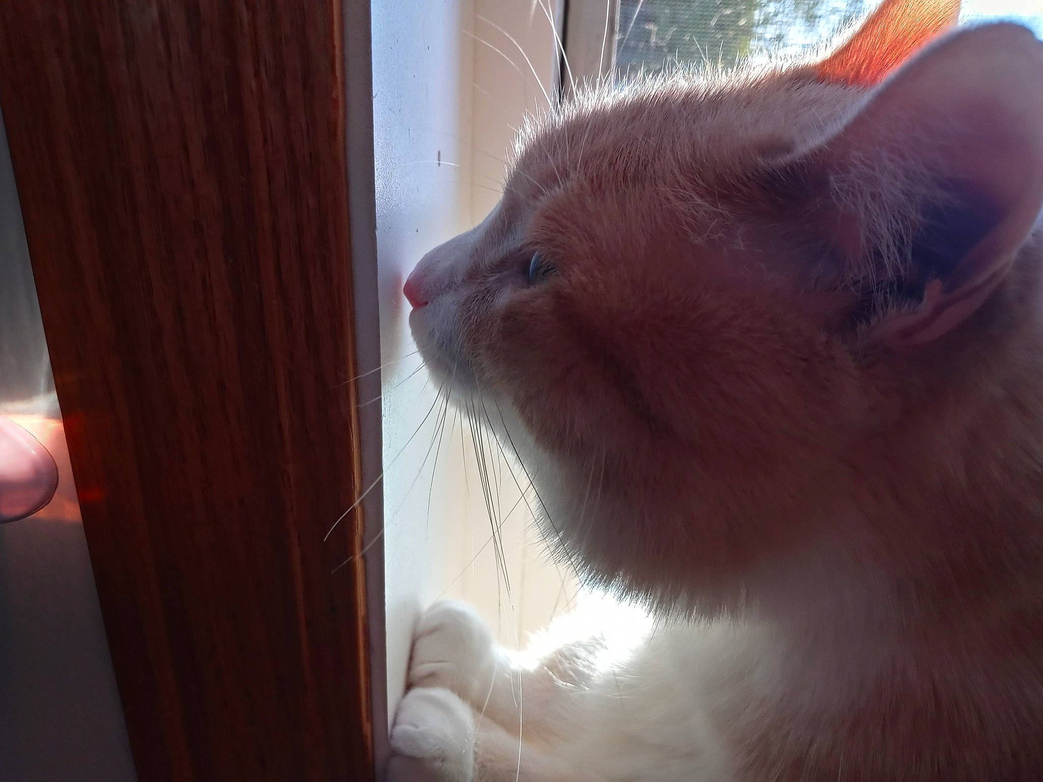 Sophie is registered to the contest to win money with this photo: balinese, carnivore, cat, claw, comfort, domestic_short_haired_cat, fawn, felidae, fur, hardwood, paw, small_to_medium_sized_cats, snout, tail, thai, tonkinese, whiskers, window, wood