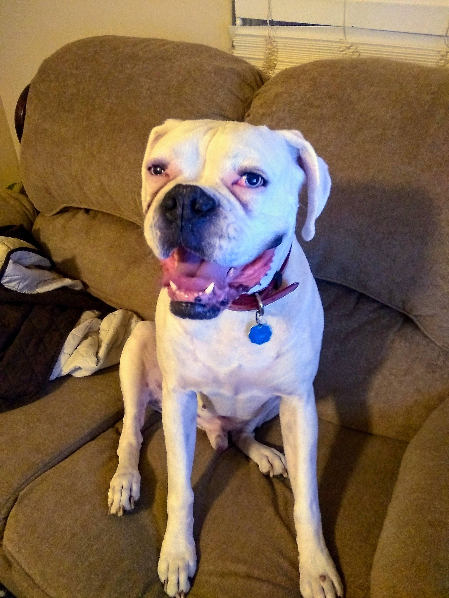 Rocky Balboa is registered to the contest to win money with this photo: canidae, carnivore, chair, collar, comfort, companion_dog, couch, dog, dog_breed, dog_collar, dog_supply, fawn, leash, non_sporting_group, pet_supply, snout, sporting_group, working_animal, working_dog