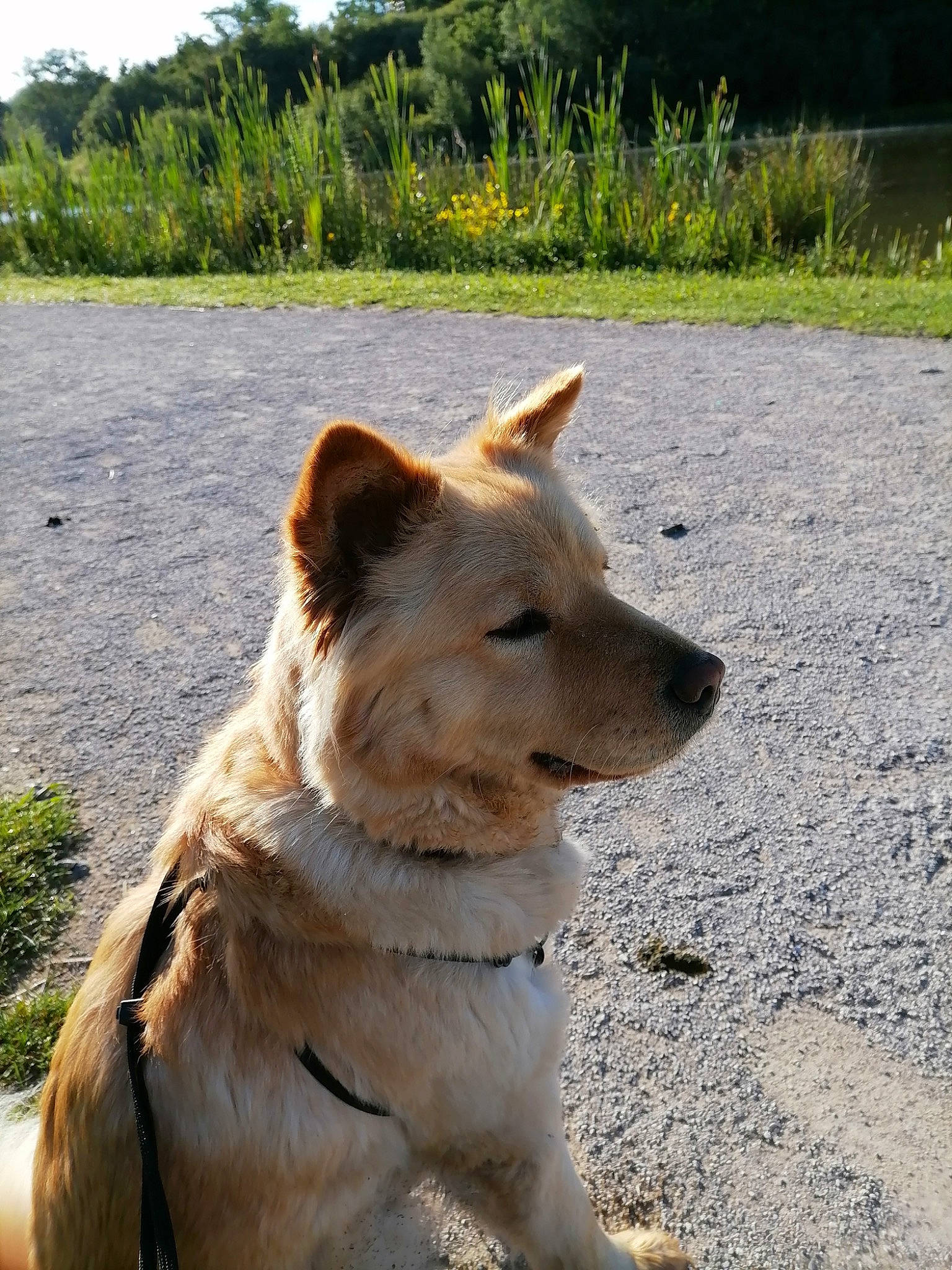 Tessa a rejoint le concours — aidez-le/la à gagner de superbes lots ! canidae, carnivore, collar, companion_dog, dog, dog_breed, dog_collar, fang, fawn, grass, herding_dog, palm_tree, plant, road_surface, sky, sporting_group, tail, tree, working_animal, working_dog