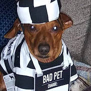 Waffles joined the competition — help win amazing prizes! cap, carnivore, collar, companion_dog, costume_hat, dog, dog_breed, dog_clothes, dog_supply, fashion_accessory, fawn, fedora, fur, hat, personal_protective_equipment, sleeve, snout, whiskers, white, working_animal