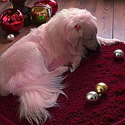 Wynter joined the competition — help win amazing prizes! dog, pink_fur, ornaments, christmas_tree, holiday_decor, red_rug, wooden_floor, festive, relaxed, pet, indoor, decorations, lights, fluffy, resting, celebration, animal, cute, domestic_animal, seasonal