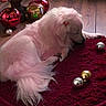 dog, pink_fur, ornaments, christmas_tree, holiday_decor, red_rug, wooden_floor, festive, relaxed, pet, indoor, decorations, lights, fluffy, resting, celebration, animal, cute, domestic_animal, seasonal