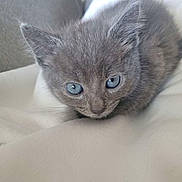 Goku participe au concours pour gagner de l'argent avec cette photo : animal, blanket, blue_eyes, cat, close_up, cozy, curious, cute, feline, fluffy, fur, gray, indoors, kitten, pet, resting, small, soft, whiskers, young