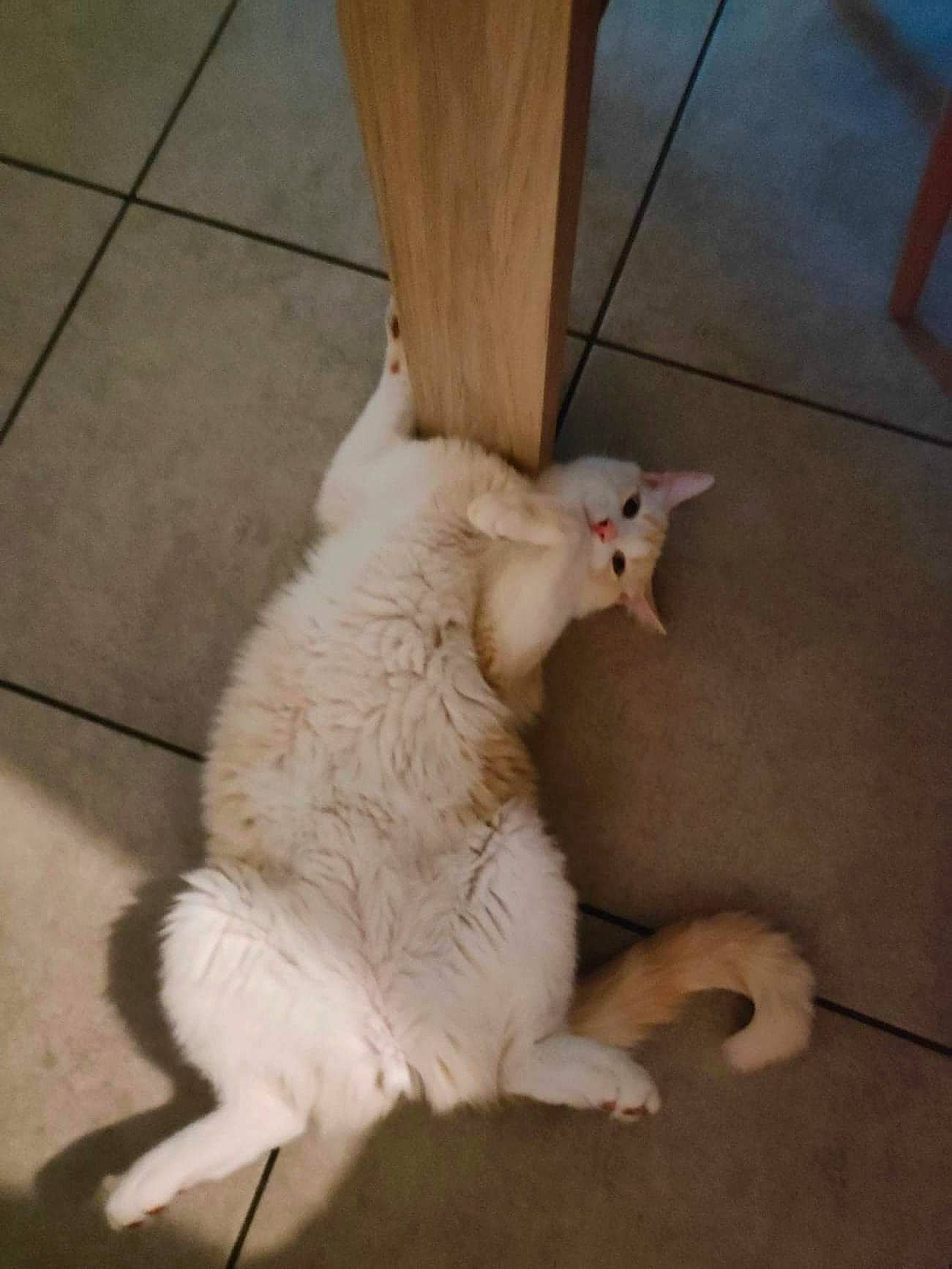 Kira participe au concours pour gagner de l'argent avec cette photo : carnivore, cat, claw, comfort, domestic_short_haired_cat, fawn, felidae, flooring, foot, fur, hardwood, human_leg, paw, sitting, small_to_medium_sized_cats, snout, tail, terrestrial_animal, whiskers, wood