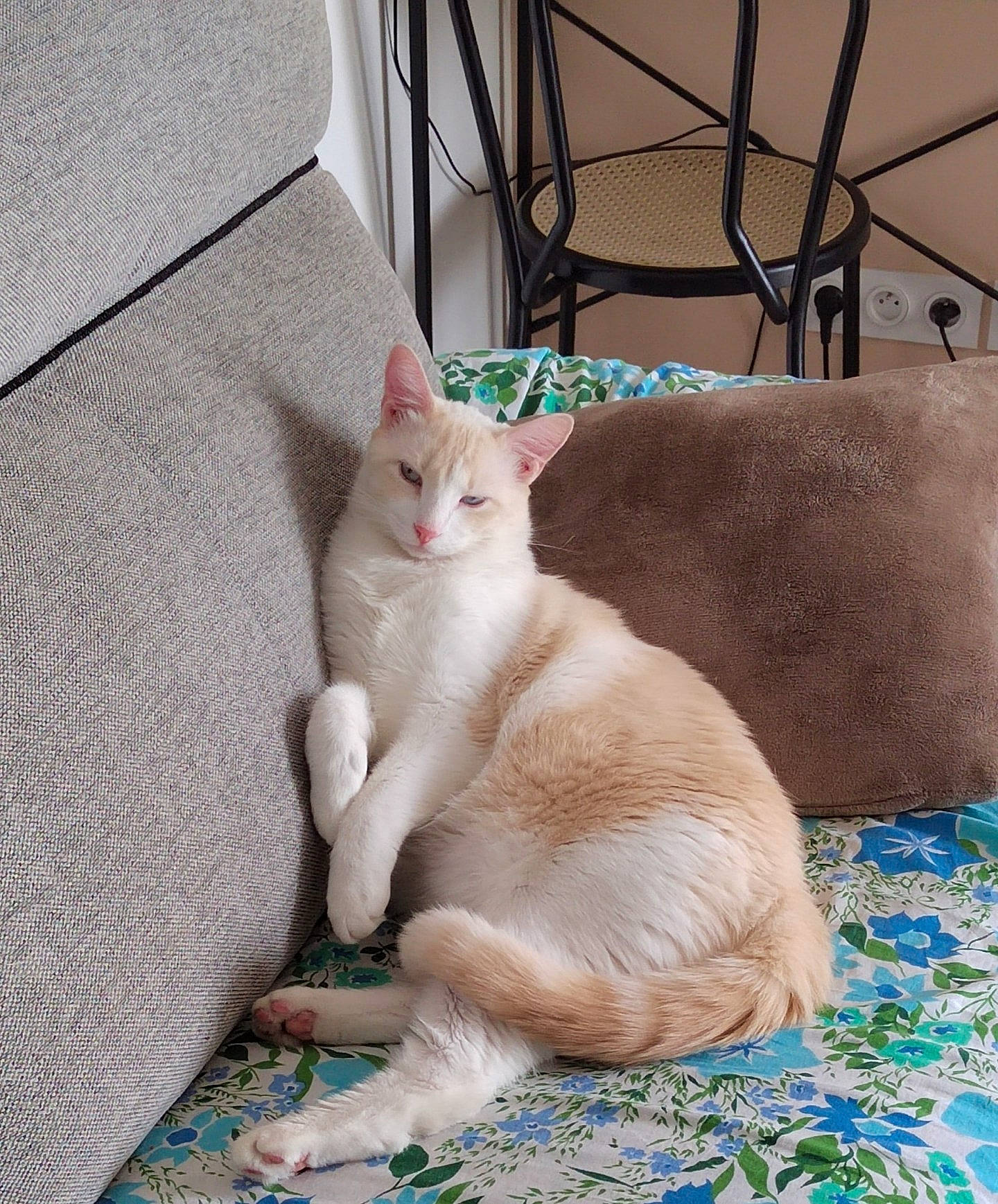 Kira a rejoint le concours — aidez-le/la à gagner de superbes lots ! carnivore, cat, cat_supply, claw, comfort, domestic_short_haired_cat, fawn, felidae, fur, paw, sitting, small_to_medium_sized_cats, snout, tail, whiskers