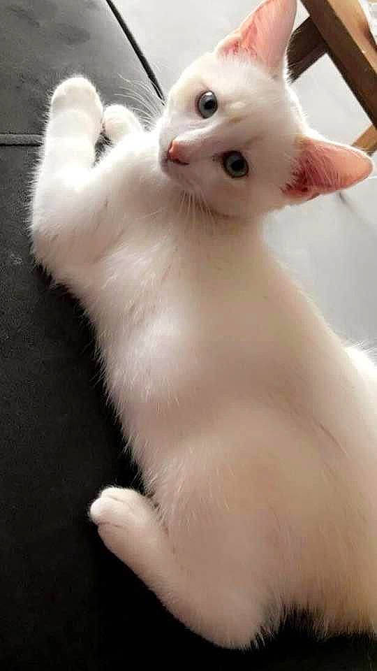 Kira a rejoint le concours — aidez-le/la à gagner de superbes lots ! balinese, carnivore, cat, claw, domestic_short_haired_cat, ear, fawn, felidae, foot, fur, paw, small_to_medium_sized_cats, snout, tail, terrestrial_animal, thai, whiskers