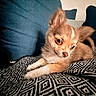 animal, blanket, companion, couch, cozy, cute, dog, domestic, ears, fluffy, fur, indoor, living_room, looking_away, patterned_blanket, pet, puppy, relaxed, resting, small_dog